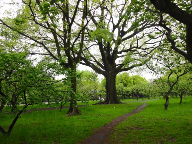 A path disappears into a grove of oaks in the gardens of the Imperial Palace in Kyoto.