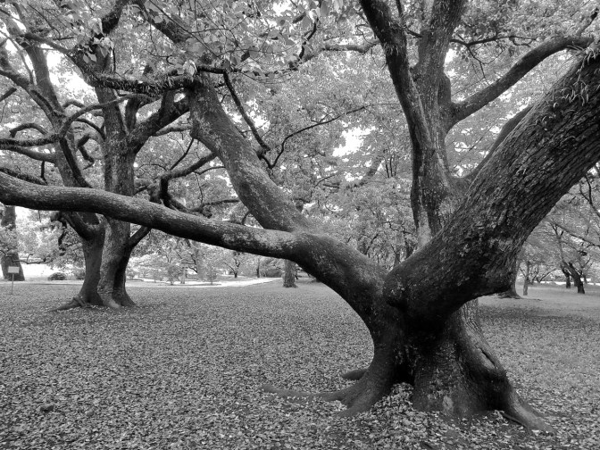 Near the Imperial Palace in Kyoto, gardens, shrines and miles of walking trails meander through century old groves of trees, including this oak.