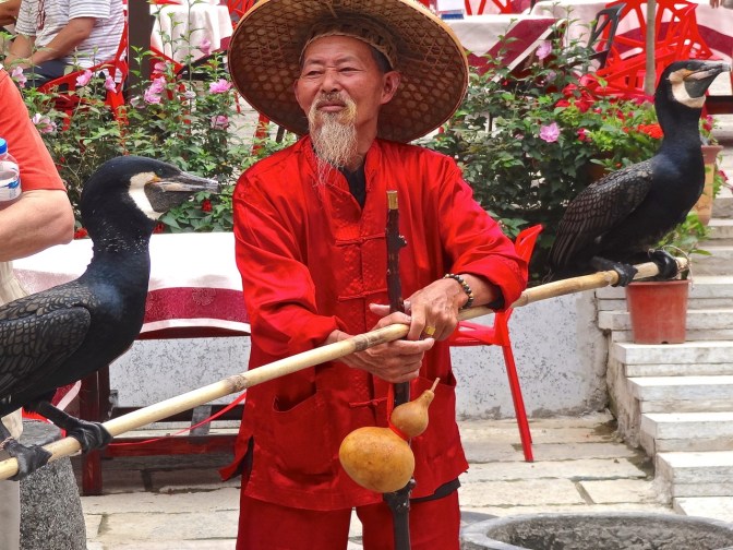 A pair of commorants sit tied to  a pole in a display of the traditional (but cruel) practice of bird fishing.  This man does less fishing than he does posing for pictures. The price: 20 yuan.