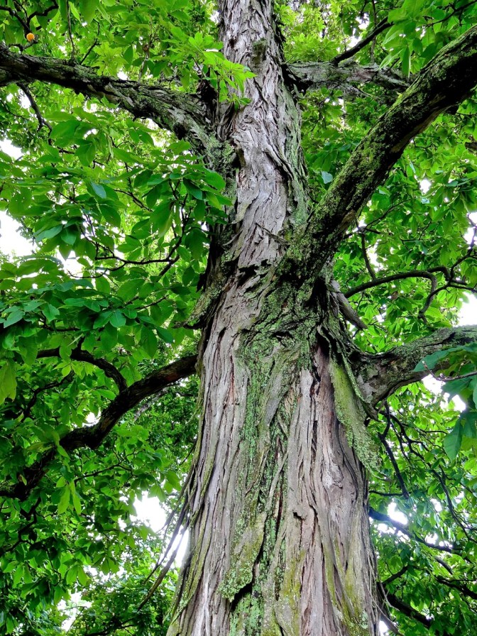 Greenmount's cemetery is largely abandoned.  Having filled nearly every plot by the turn of the 20th century, there began a mass exodus of the dead for the more tony Ferncliff Cemetery a few mile away.  Within a decade, the final resting place resembled more of a park than cemetery.