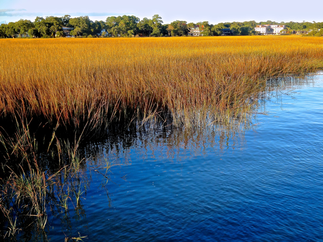 Although bright green all during the hot summer months, marsh grass in the Carolina lowcountry turns an intense golden color by late summer, lasting until the next spring arrives. The distinct gamey smell of 'pluff mud', rich and  full of both living and dead organisms,   invite and  more often repel visitors and local alike. With its deep channel and twice daily tides, Shem Creek is one of the easiest spots in Charleston to spot bottlenose dolphins swimming and fishing in the creek.  Birds include pelicans, ibis, snowy egrets, and seagulls.